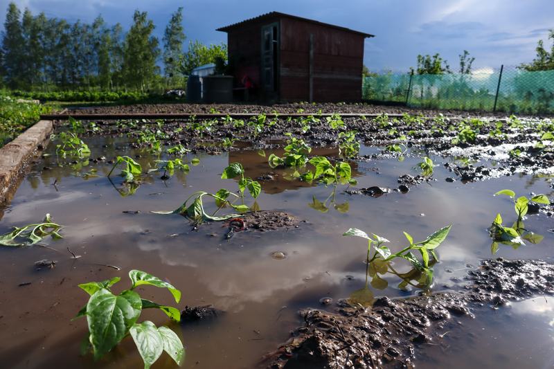 Flooded crop field with standing water around young plants