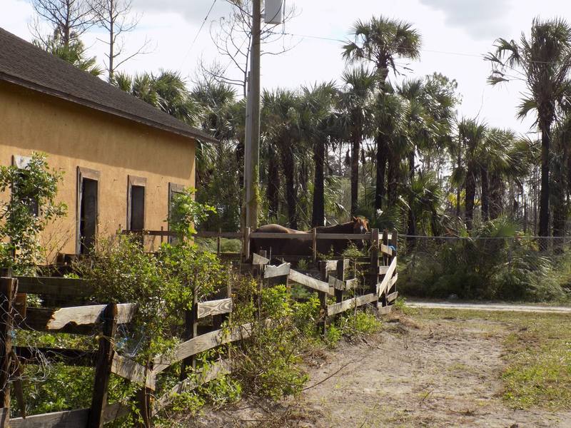 Horse stable fencing with hurricane wind damage on an agricultural property