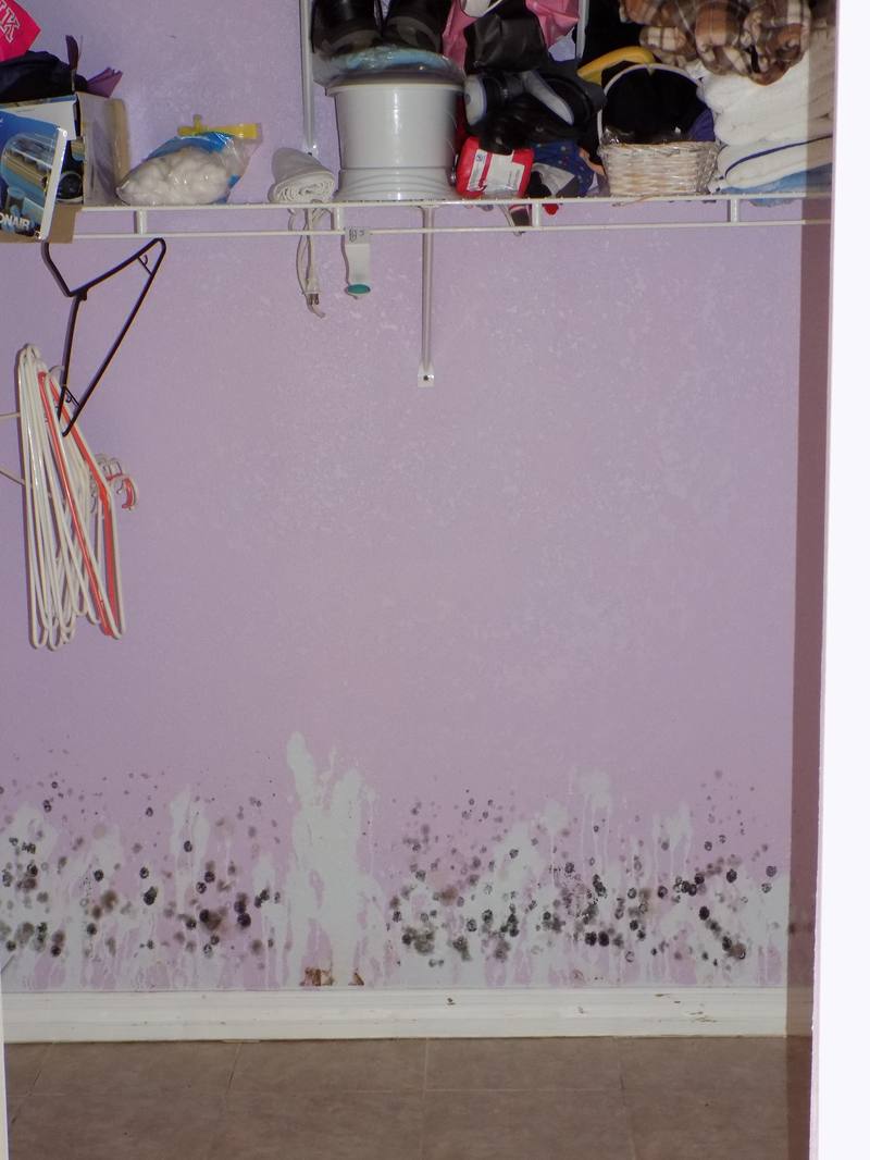 Mold and water staining climbing a closet wall beneath a shelf of stored belongings