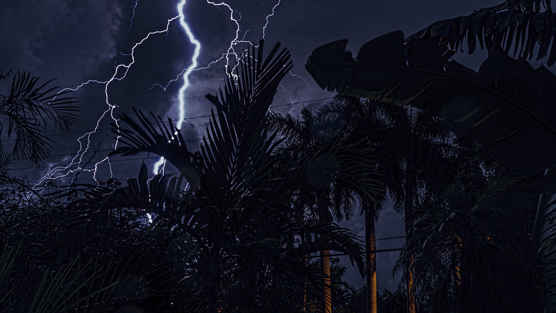 Relámpagos detrás de palmeras durante una tormenta en Florida