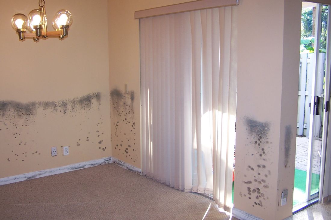 Mold growth along interior walls after water damage — the kind of claim Homeland handles for Kissimmee, FL property owners
