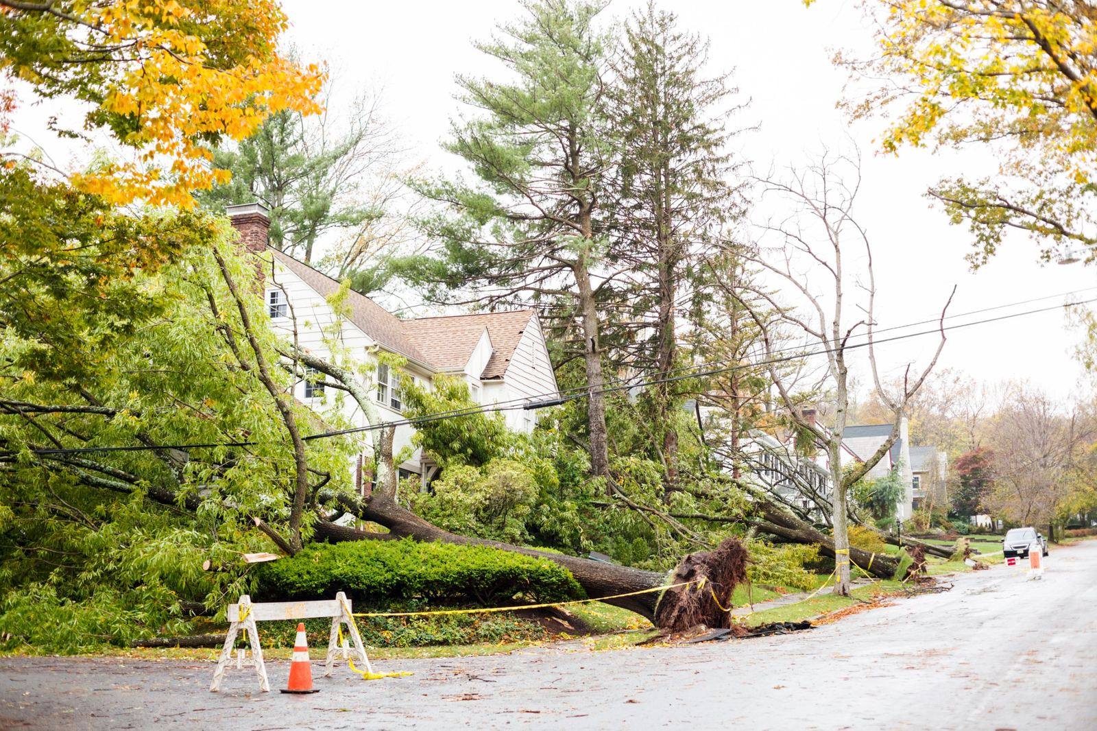 Uprooted tree fallen across the front of a New Jersey home after a windstorm, caution tape across the yard
