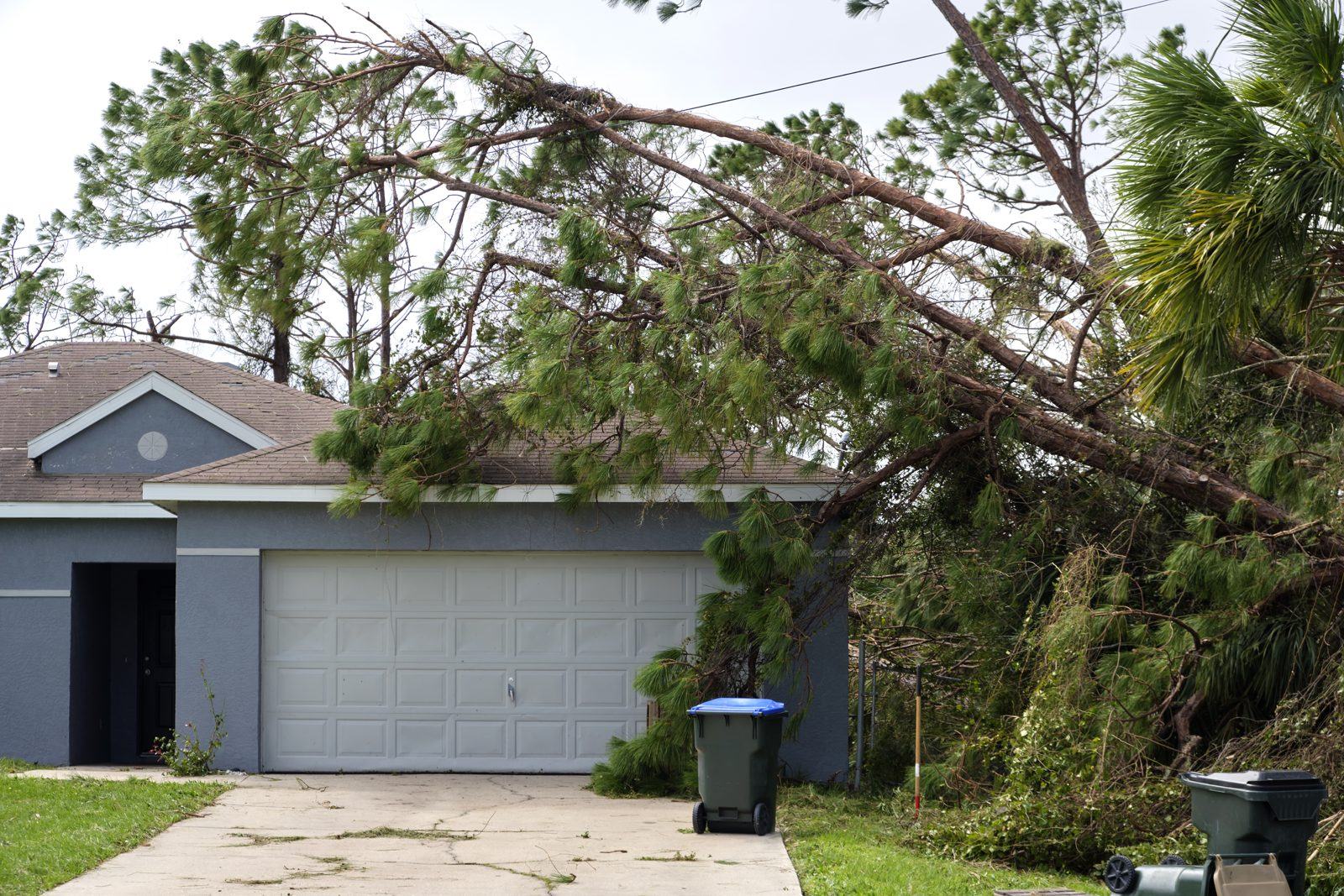Pine tree fallen across a garage roof after a storm